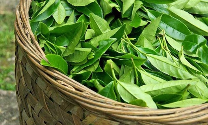 Các bài thuốc trị bệnh từ lá trà xanh