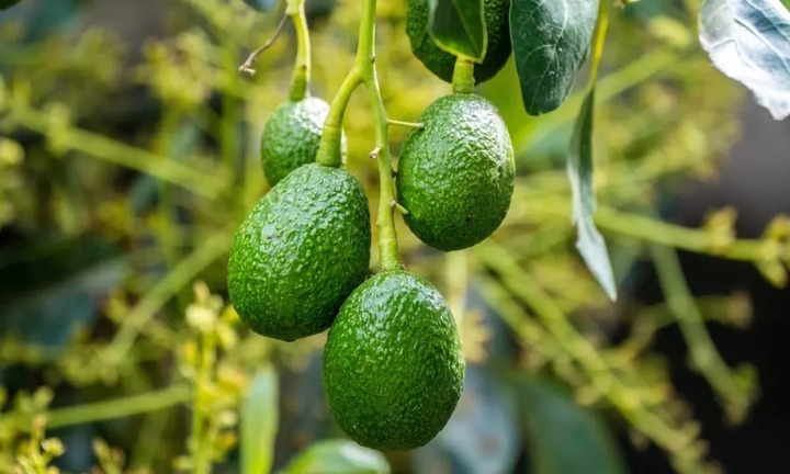 Trồng cây bơ trước nhà có tốt không?