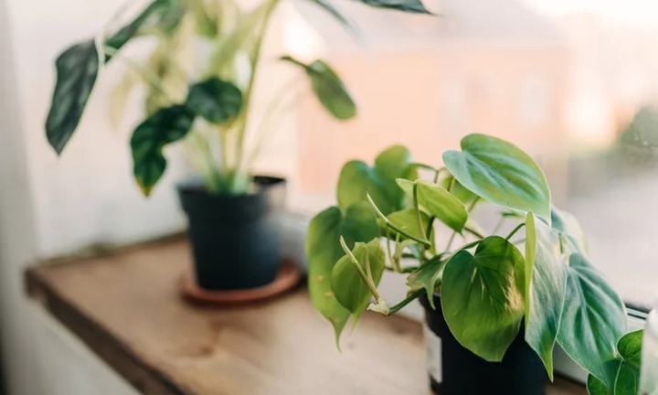 Trồng cây trong nhà nhưng nhiều người vẫn mắc những sai lầm này!