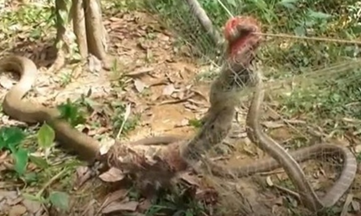 Clip: Đang đi bộ ra cánh đồng, cụ bà kinh hãi chứng kiến 2 sinh vật quằn quại giữa đường