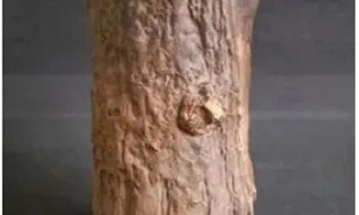 Nhặt gỗ mục về vứt xó bếp, bà lão không ngờ đây là “kho báu ngàn năm”