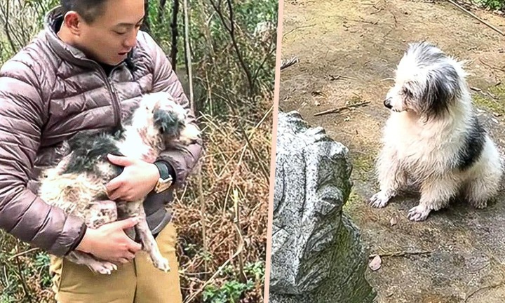 Rơi nước mắt chuyện chú chó trung thành “bầu bạn” bên mộ chủ suốt 2 năm