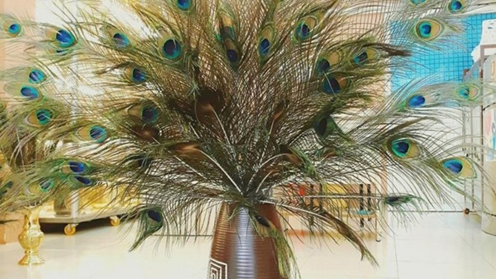 Lông công phong thủy nên cắm bao nhiêu cành?