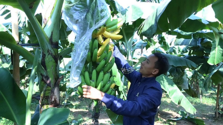 Vụ 127 buồng chuối bị xịt thuốc diệt cỏ: Công an tìm nhân chứng