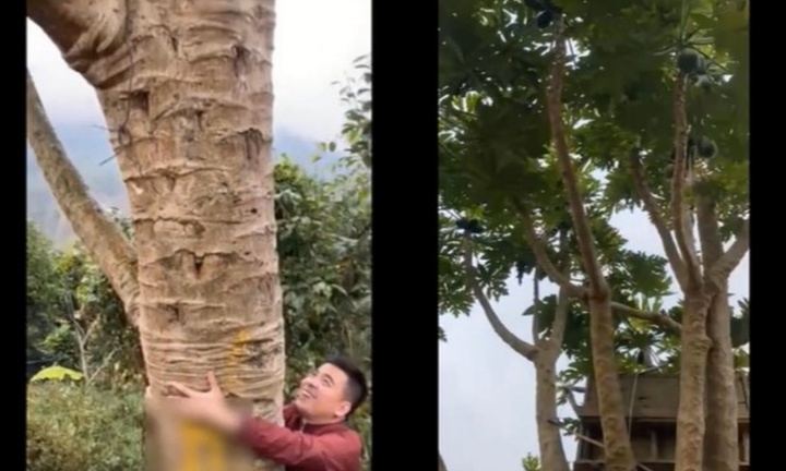 Cây đu đủ ở Yên Bái cao ngang nhà 2 tầng, một vòng tay ôm không xuể khiến người xem ngỡ ngàng