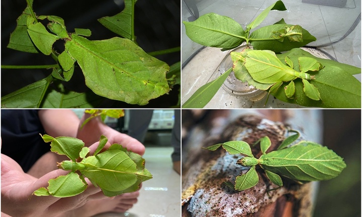 Loài côn trùng có hình thù kỳ lạ nhất Việt Nam, khả năng ngụy trang 