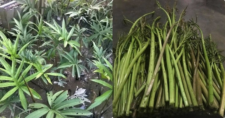 “Tiên dược” cho “người nghèo” giúp tăng cường chức năng gan, đẹp da