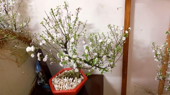 Trồng cây nhất chi mai dịp Tết có ý nghĩa gì?