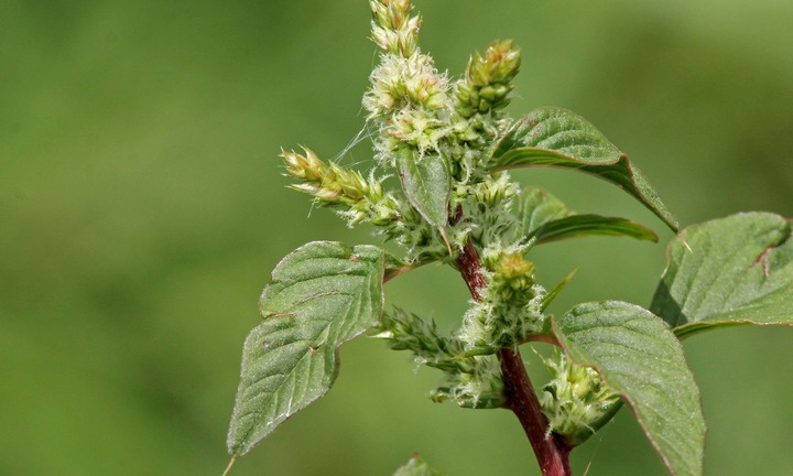 Loại rau rẻ tiền, bán đầy ở chợ quê không những tốt cho gan mà còn lọc sạch phổi