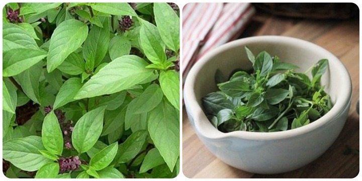 Loại rau quen thuộc trong bữa cơm Việt, được ví như 