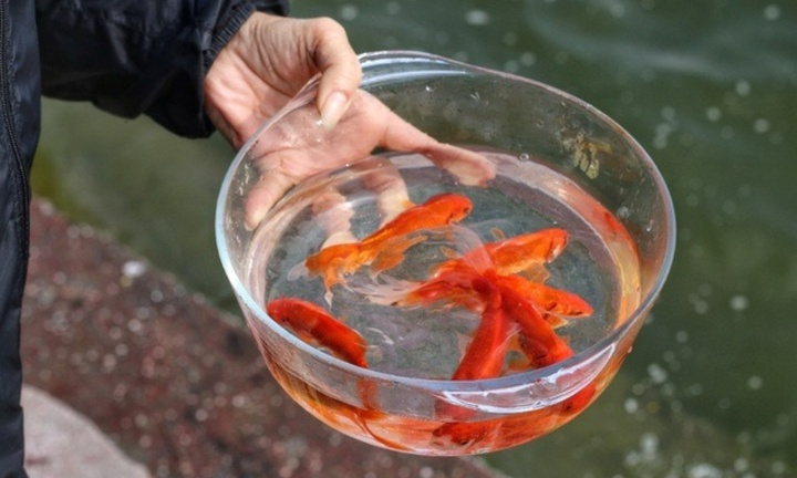 Cúng ông Công ông Táo năm 2025 không có cá chép được không?