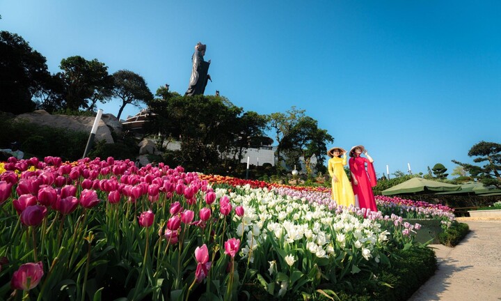 Hơn 115.000 gốc hoa tulip và nhiều hoạt động hấp dẫn sẽ được tổ chức trong Hội xuân núi Bà
