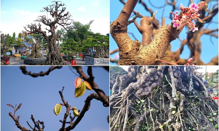 Gốc khế cổ, vỏ sần sùi như da voi được chủ nhân 