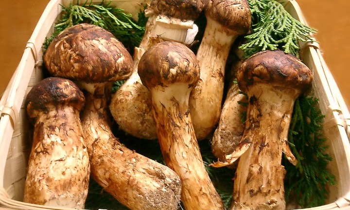 “Vua nấm” giá siêu đắt đỏ từ 30-40 triệu đồng/kg, có tiền cũng phải xếp hàng chờ mua