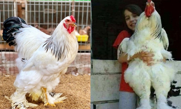Giật mình loài gà cao tới 1,2 mét nặng gần 20kg, giá tận 30 triệu vẫn có người mua