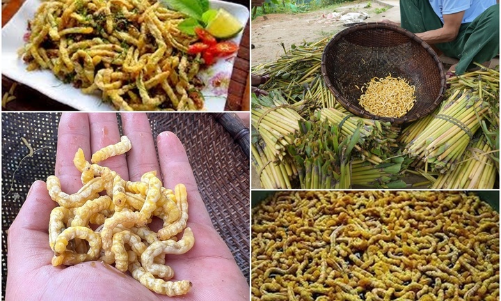Bí ẩn loài sâu được ví