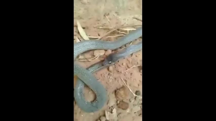 Clip: Con rắn tự ăn thịt chính mình khiến dân tình ngỡ ngàng