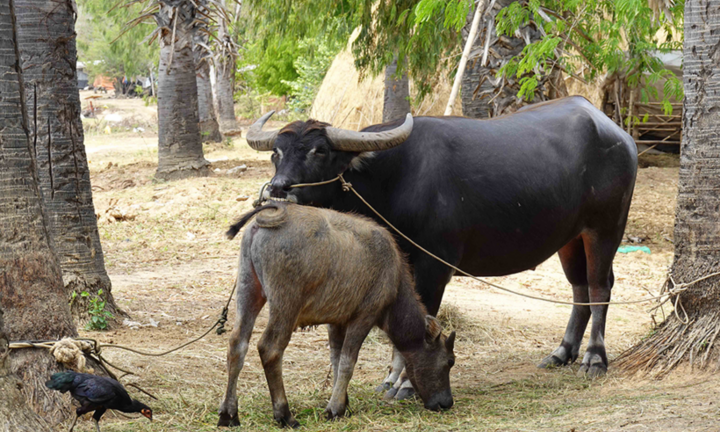 Tin pháp luật nổi bật 24h qua: Điều tra vụ 6 con trâu của người dân nghi bị trộm xẻ thịt bán