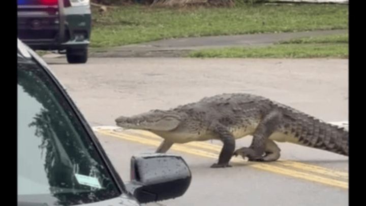 Clip: Tá hỏa khi thấy con cá sấu lớn 