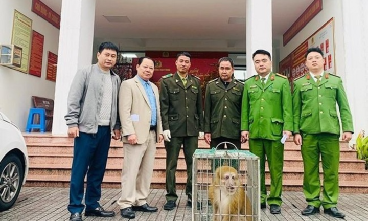 Cận cảnh cá thể khỉ vàng quý hiếm được người dân phát hiện tại cánh đồng ở Hà Tĩnh