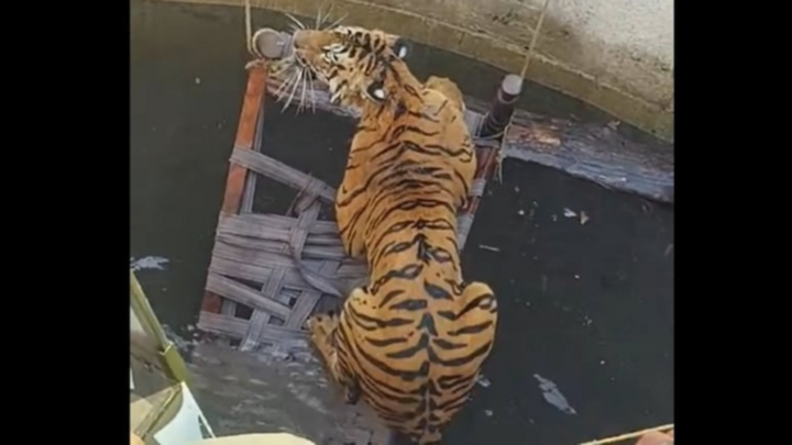Clip: Rượt đuổi lợn rừng, hổ dữ trượt chân rơi xuống giếng