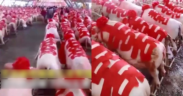 Cô dâu gây sốt khi mang 288 con lợn về nhà chồng, gia thế chú rể cũng