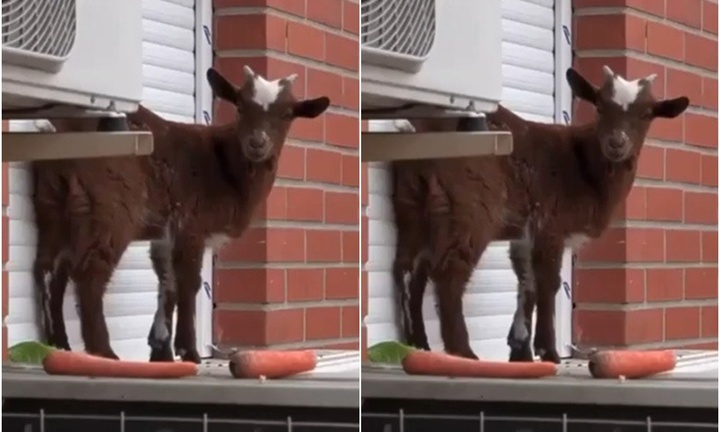 Clip: Dùng cà rốt dụ chú dê mắc kẹt ở cửa sổ tầng 5 khu chung cư