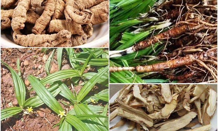 Giải mã loại cây mọc đầy trên núi giá đến hơn 1 triệu/kg, là