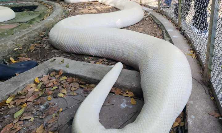 Tiền Giang: Cận cảnh trăn bạch tạng khổng lồ, dài 5m, nặng 90kg nằm phơi nắng
