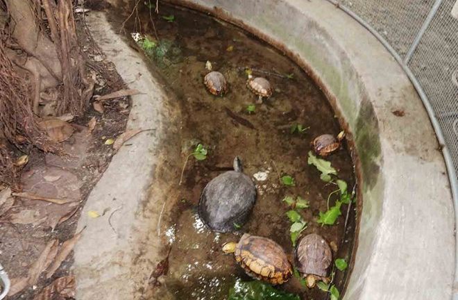 Tin pháp luật nổi bật 24h qua: Khởi tố 3 đối tượng vận chuyển động vật quý hiếm