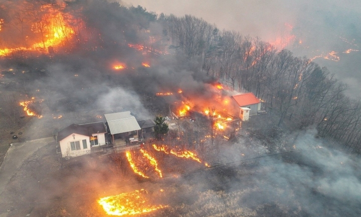 Hàn Quốc bắt giữ nghi phạm gây ra thảm họa cháy rừng lịch sử