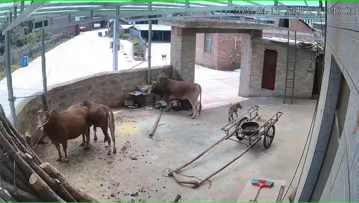 Bị bò nhà nuôi tấn công, người đàn ông ở Trung Quốc tử vong thương tâm