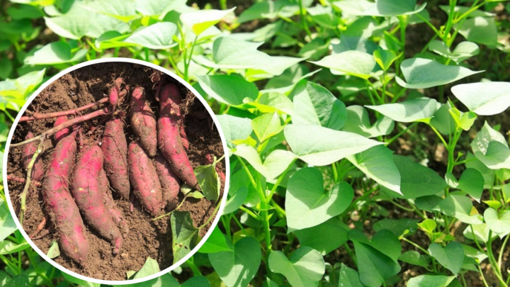 Khoai lang ăn phần củ hay lá tốt hơn?