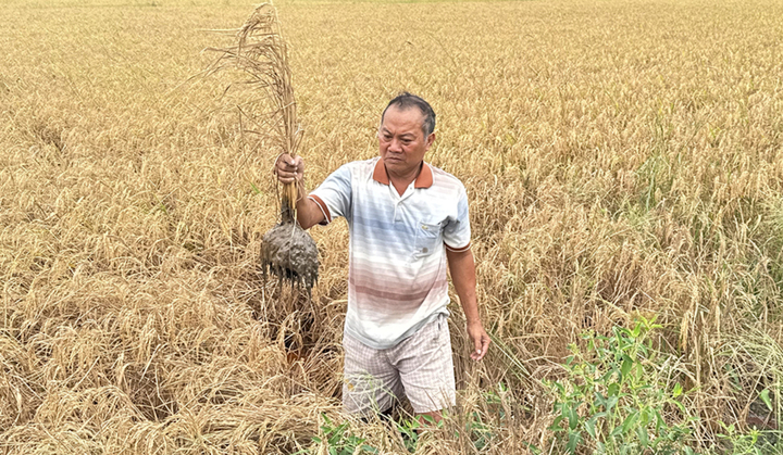 Lúa chết cạnh cao tốc Cần Thơ - Cà Mau: Phó Thủ tướng chỉ đạo khẩn