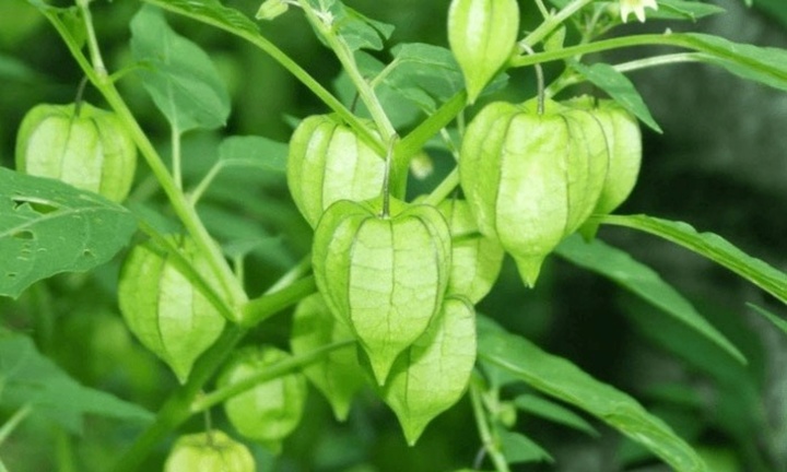 Tác dụng của tầm bóp đối với tim