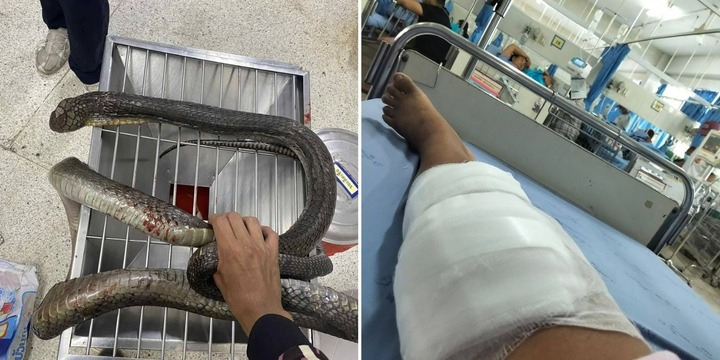 Bị rắn hổ mang chúa dài 3 mét cắn, người phụ nữ tay không 