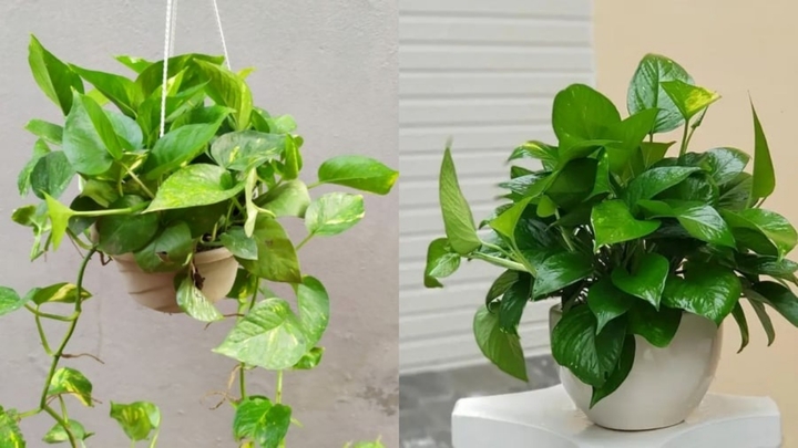 Vì sao cây trầu bà xanh tốt quanh năm nhưng nhiều người không trồng trong nhà?