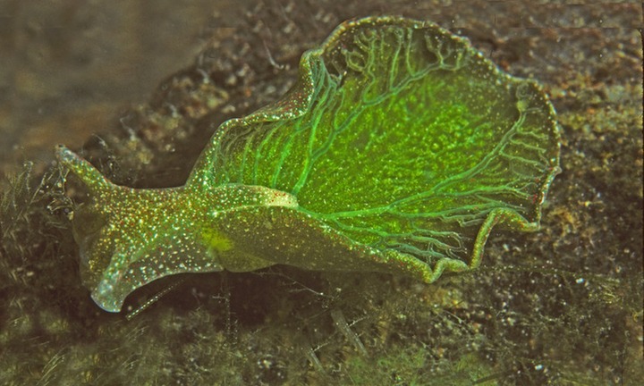 Bí ẩn loài sinh vật