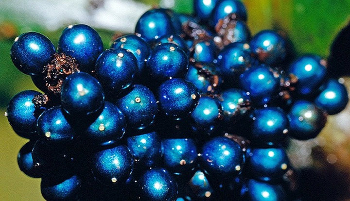 Loài cây kỳ dị sở hữu quả 