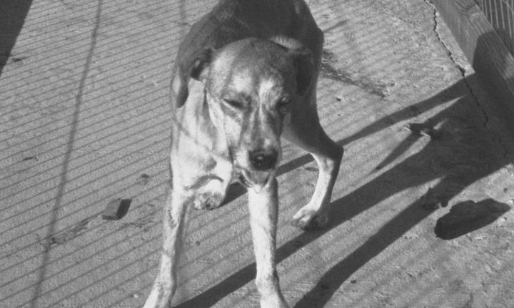 Bị chó cắn nhưng bố mẹ không đưa đi tiêm phòng, bé trai tử vong thương tâm