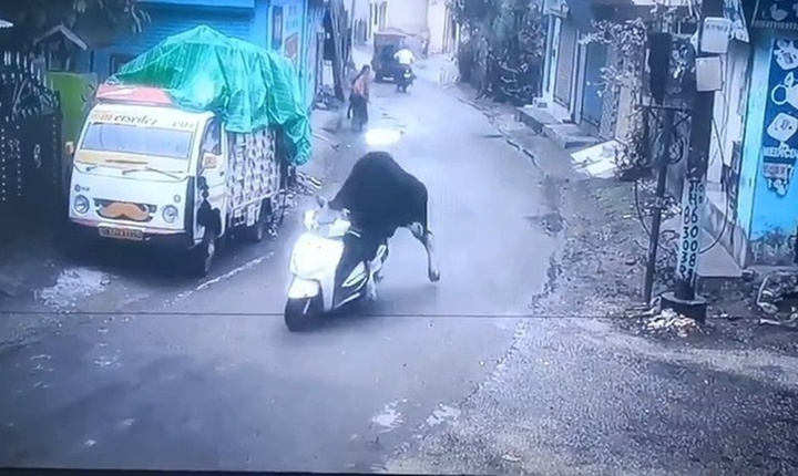 Clip: Cảnh tượng bò