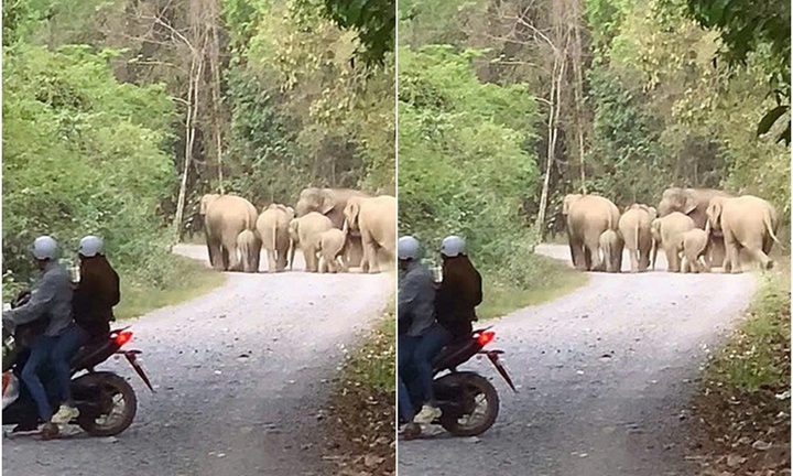 Clip: Du khách chạm mặt đàn voi rừng 7 con đi vào khu dân cư ở Đồng Nai