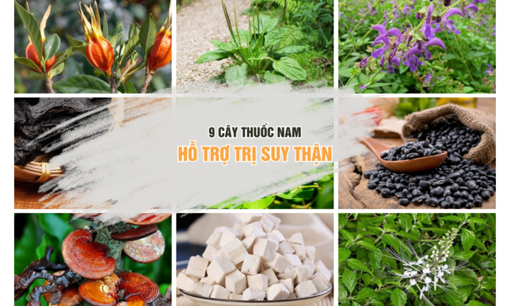 Top 9 cây thuốc nam hỗ trợ trị suy thận không phải ai cũng biết