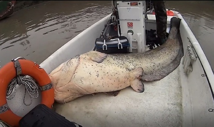 Clip: Cá khổng lồ dài 2,7m, nặng 113kg