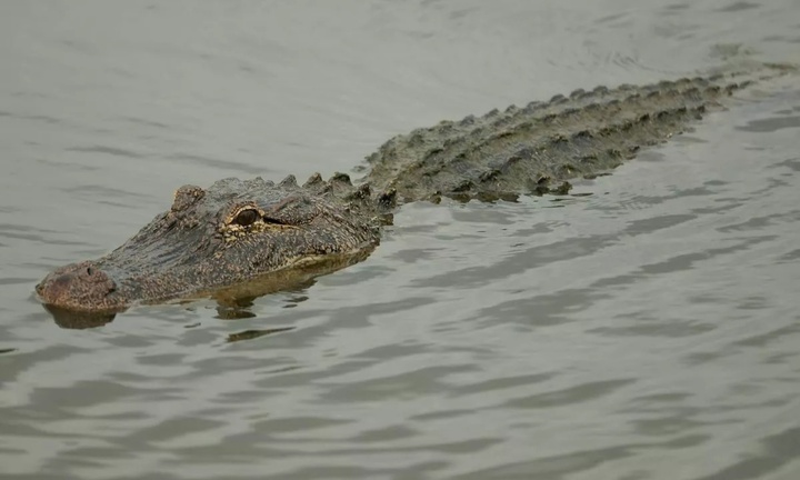 Vợ bị cá sấu tấn công, chồng cố cứu nhưng không được, bất lực nhìn vợ ra đi