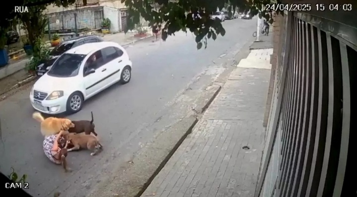 Clip: Mẹ bầu 7 tháng tay không giao chiến với Pitbull dữ tợn, giải cứu thú cưng