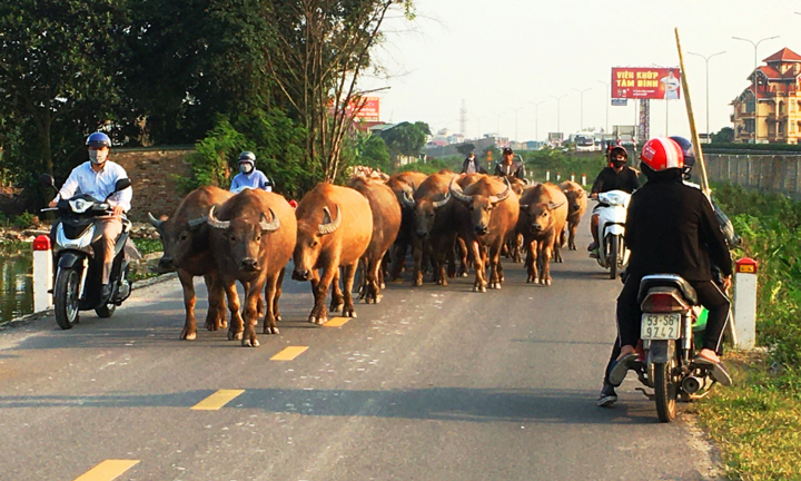 Người dắt vật nuôi trên đường bộ phải thực hiện thế nào?