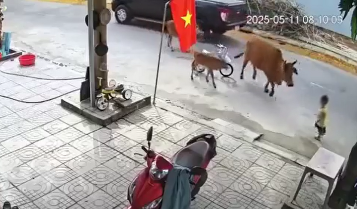 Thót tim khoảnh khắc bò thả rông húc ngã cháu bé ở Đà Nẵng