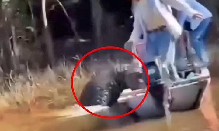 Clip: Cá sấu khổng lồ trồi lên mặt nước, lao vào thuyền chở đầy du khách trên sông