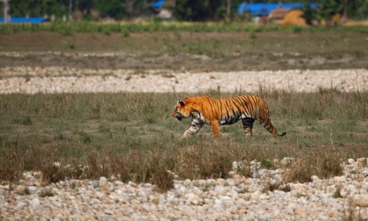Đang nhổ cỏ, người phụ nữ 50 tuổi bị hổ dữ tấn công, tử vong thương tâm